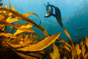 Gold Dancers